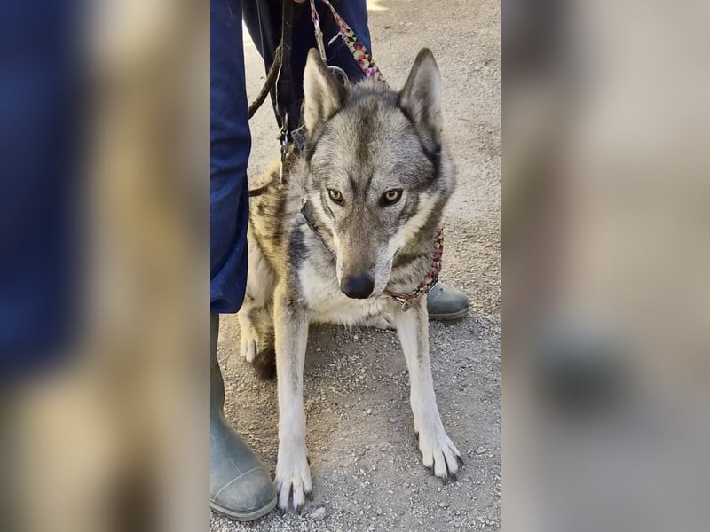 Loba - zutraulich, lernwillig und aufmerksam