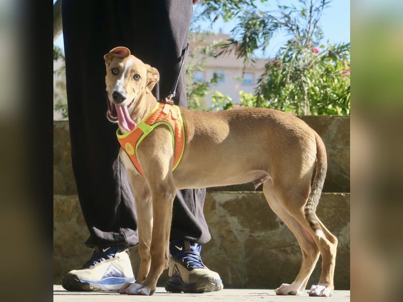 Guardian, aufgeschlossen, freundlich, unternehmungslustig