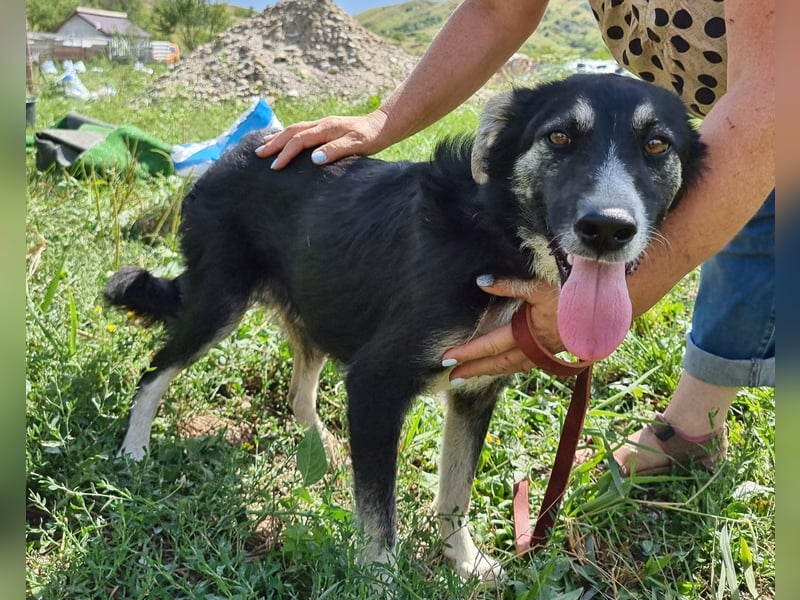 Ronnie - freundlich und verschmust