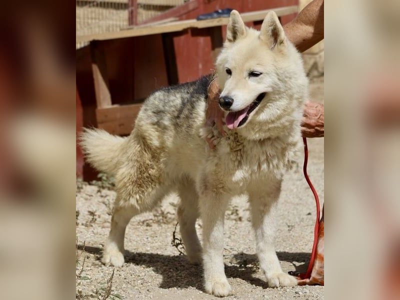 Afri, klug, menschenbezogen und sportlich