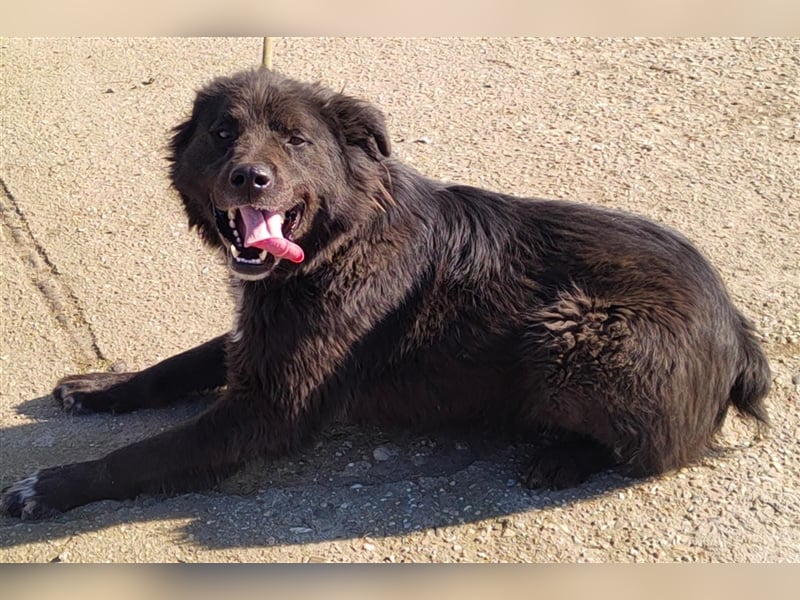 Boris - verschmust und freundlich