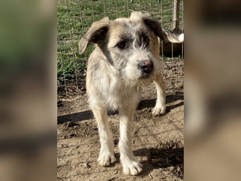 Rasko - freundlich und neugierig