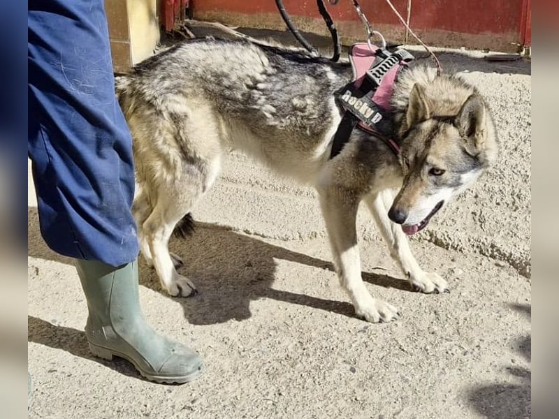 Loba, bewegunsgfreudig, klug, offen