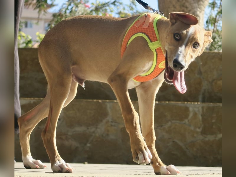 Guardian, aufgeschlossen, freundlich, unternehmungslustig