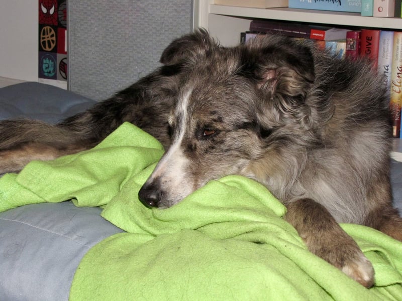 Duque - familiengeeignet, freundlich und zutraulich / BEREITS IN DEUTSCHLAND