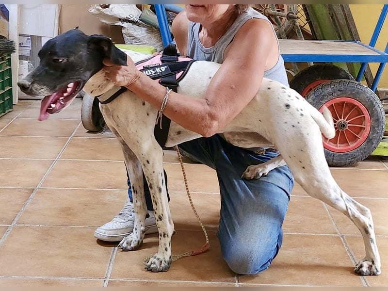 Mancha - freundlich, lernwillig und zutraulich