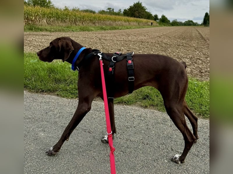 Asia, vorsichtig, lernwillig, gut sozialisiert - bereits in Deutschland