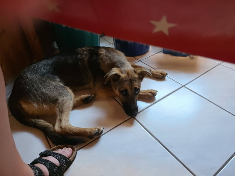 Leilli, aktive Junghündin sucht passenden Wirkungskreis