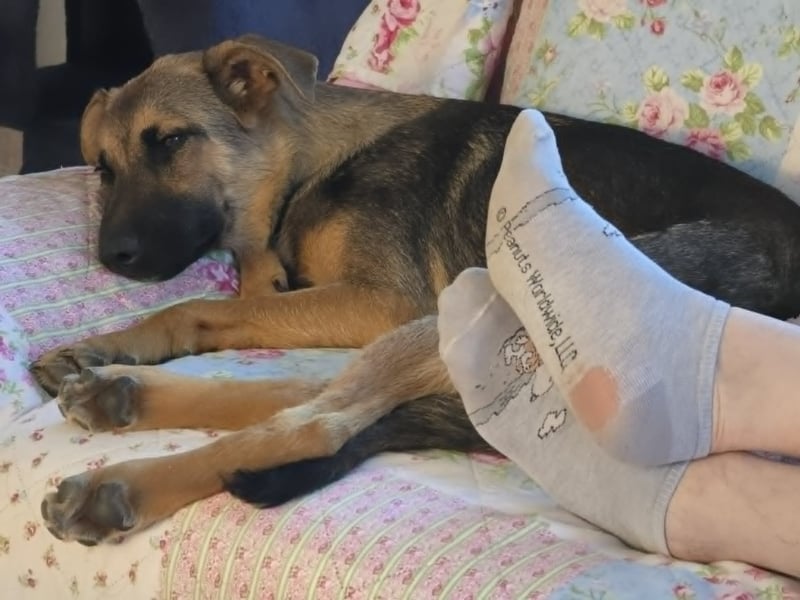 Leilli, aktive Junghündin sucht passenden Wirkungskreis