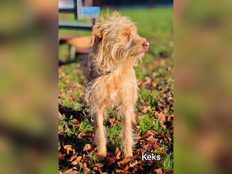 Der tolle Keks hat ggf. adelige Wurzeln........