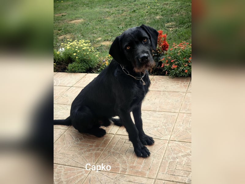 Capko – schwarz, hübsch und einfach nur toll………….