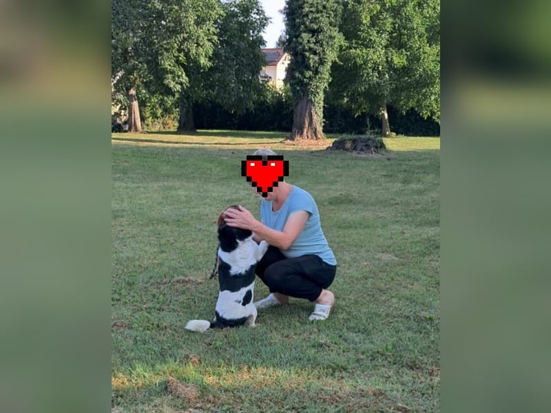 Joza, sein Besitzer ist tot und Joza obdachlos………..