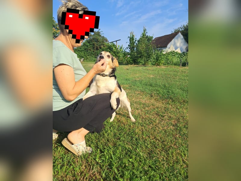 Joza, sein Besitzer ist tot und Joza obdachlos………..