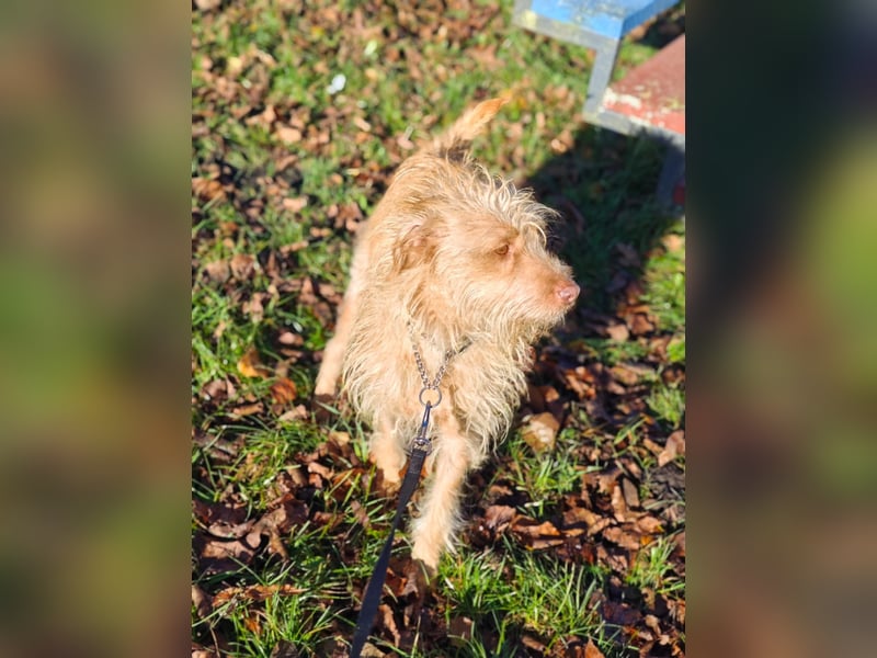 Der tolle Keks hat ggf. adelige Wurzeln........