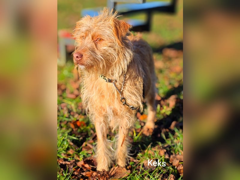 Der tolle Keks hat ggf. adelige Wurzeln........