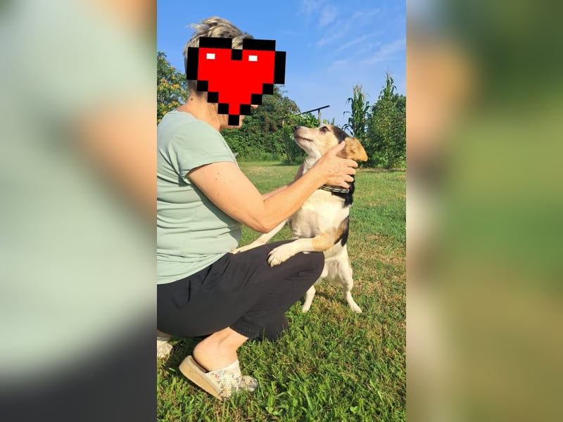 Joza, sein Besitzer ist tot und Joza obdachlos………..