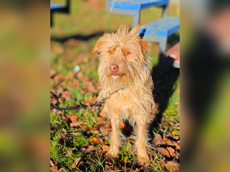 Der tolle Keks hat ggf. adelige Wurzeln........