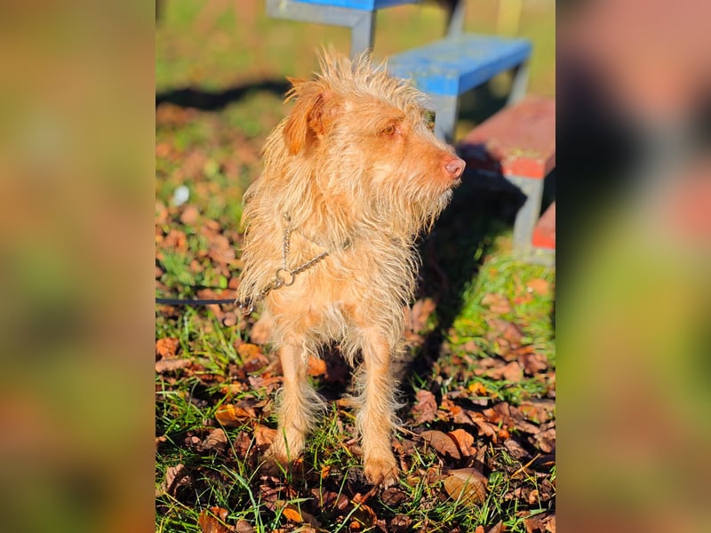 Der tolle Keks hat ggf. adelige Wurzeln........