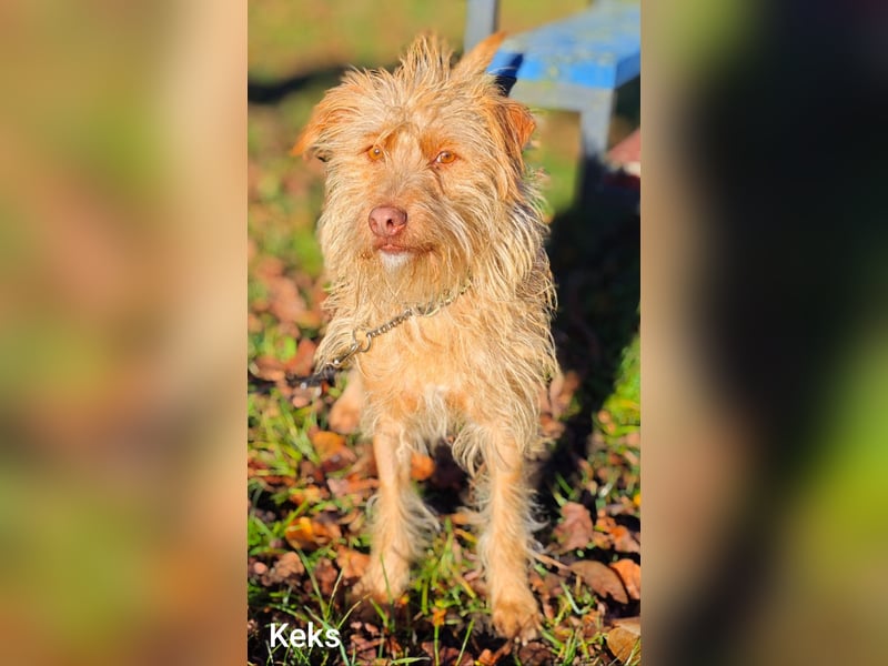 Der tolle Keks hat ggf. adelige Wurzeln........