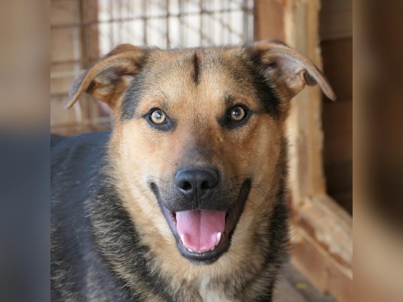 IKE - liebenswerter Junghund sucht seine Menschen