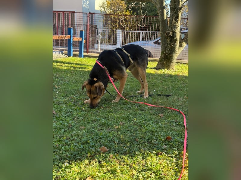 IKE - liebenswerter Junghund sucht seine Menschen