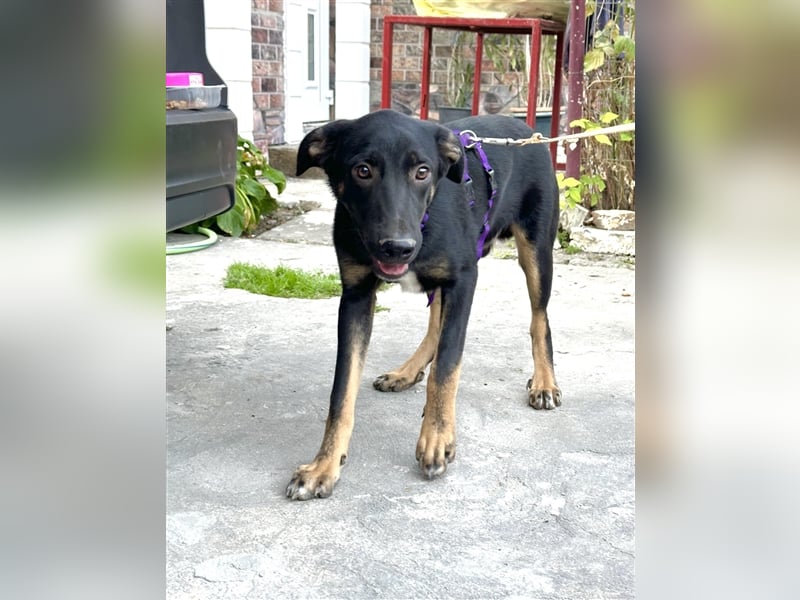 Robin - freundlicher Junghund sucht Familie