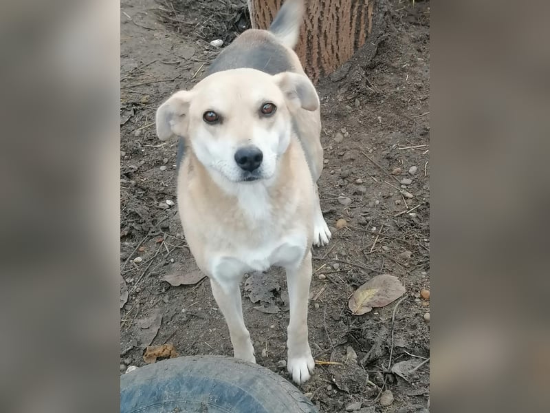 Lupita - Goldschatz sucht liebevolle Familie