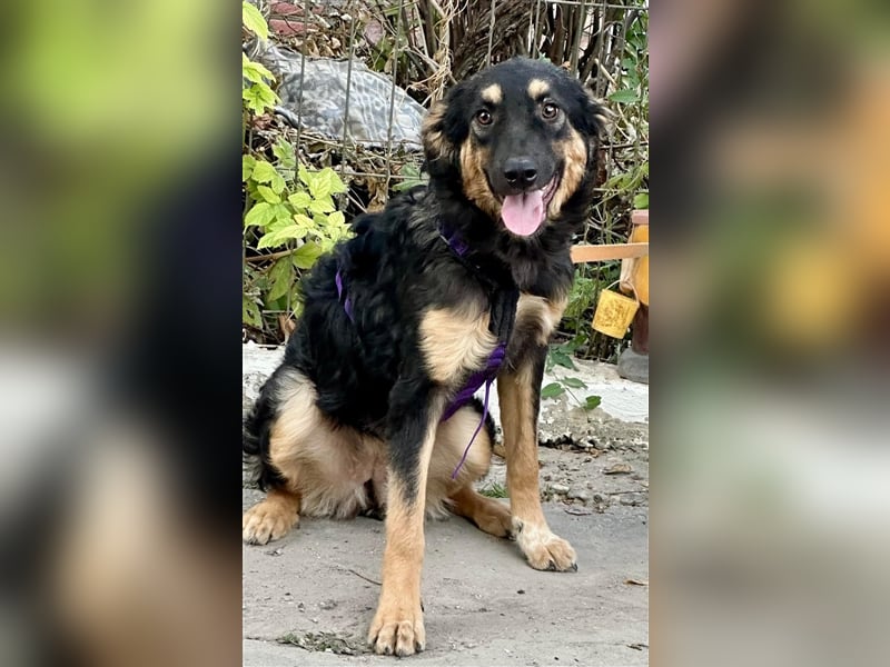 Phoebe - tolle Junghündin, wird ca. 55-60cm, *03/2023