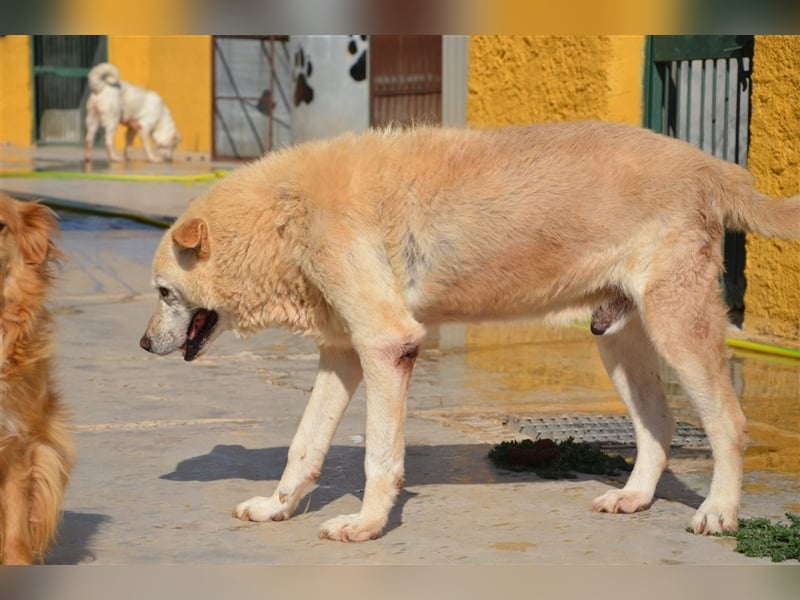 Gnadenplatz für Hundeopi Jerry gesucht