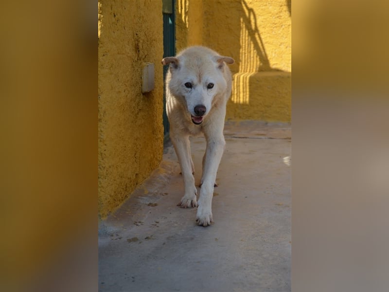 Gnadenplatz für Hundeopi Jerry gesucht