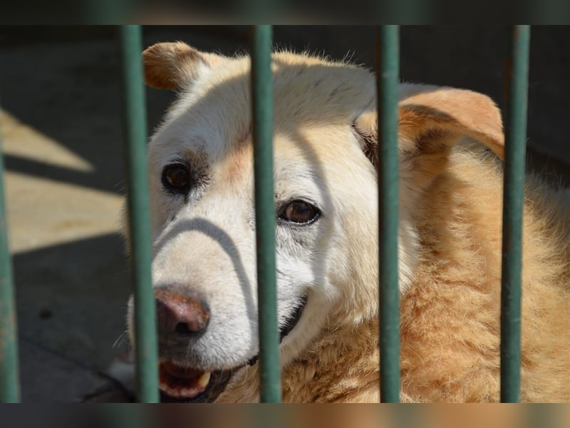 Gnadenplatz für Hundeopi Jerry gesucht