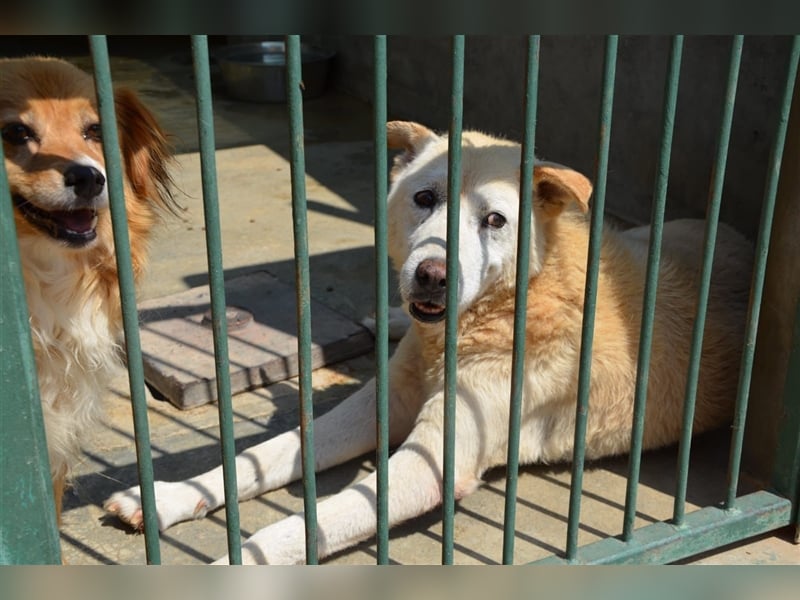 Gnadenplatz für Hundeopi Jerry gesucht