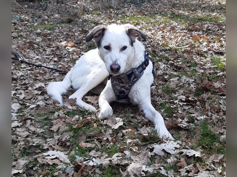 Letizia: Traumhund für sportliche Menschen