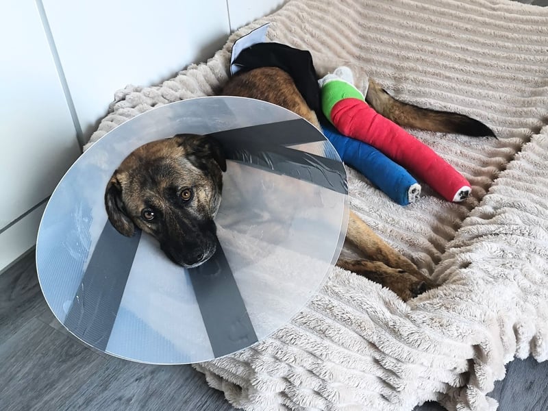 Orso - junger Rüde hat nach schwerem Unfall nie die Hoffnung verloren