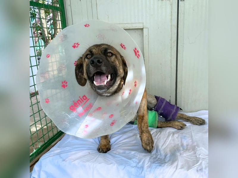 Orso - junger Rüde hat nach schwerem Unfall nie die Hoffnung verloren