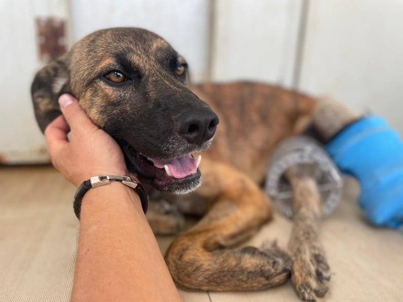 Orso - junger Rüde hat nach schwerem Unfall nie die Hoffnung verloren