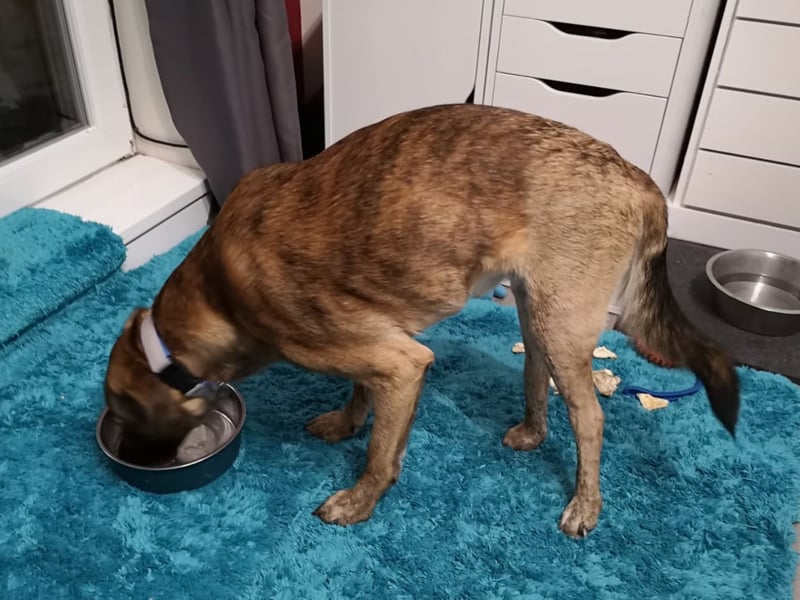 Orso - junger Rüde hat nach schwerem Unfall nie die Hoffnung verloren