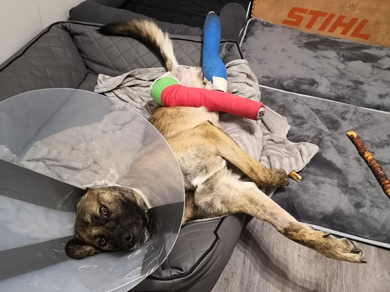 Orso - junger Rüde hat nach schwerem Unfall nie die Hoffnung verloren