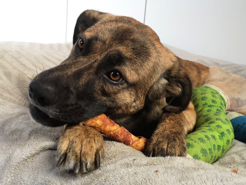 Orso - junger Rüde hat nach schwerem Unfall nie die Hoffnung verloren