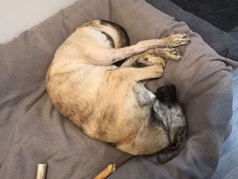 Orso - junger Rüde hat nach schwerem Unfall nie die Hoffnung verloren