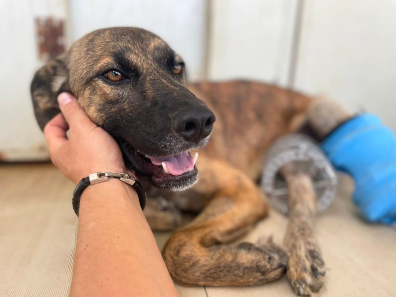 Orso - junger Rüde hat nach schwerem Unfall nie die Hoffnung verloren