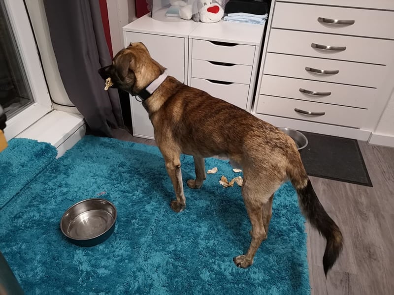 Orso - junger Rüde hat nach schwerem Unfall nie die Hoffnung verloren