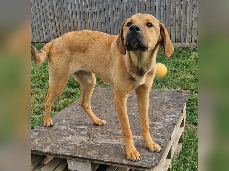 Frieda