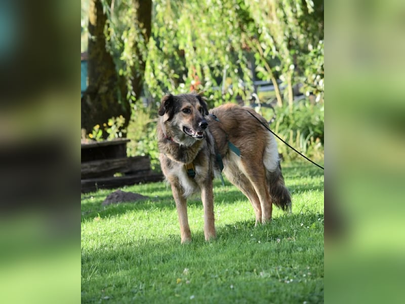 Enya (auf Pflegestelle im Raum Soltau)