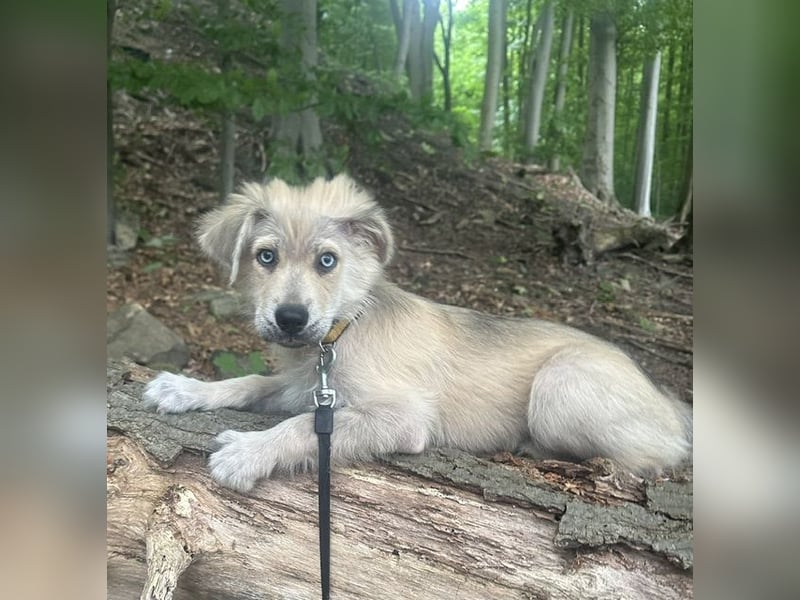 Bezaubernder Mischlingswelpe PIXIE a.d. Tierschutz