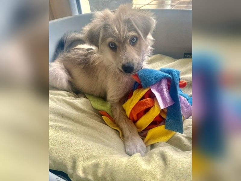 Bezaubernder Mischlingswelpe PIXIE a.d. Tierschutz