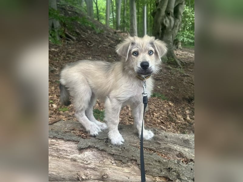 Bezaubernder Mischlingswelpe PIXIE a.d. Tierschutz