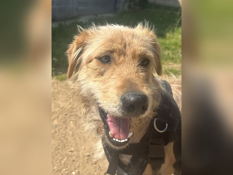 Bezaubernder Mischlingswelpe PIXIE a.d. Tierschutz