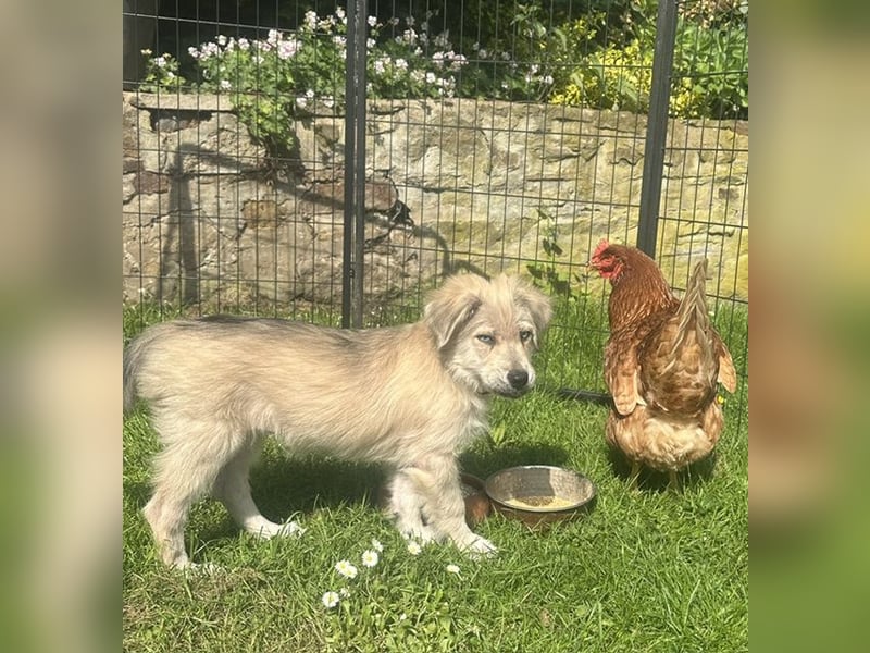 Bezaubernder Mischlingswelpe PIXIE a.d. Tierschutz
