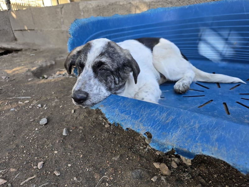 Cassian: er liebt spielen und kuscheln